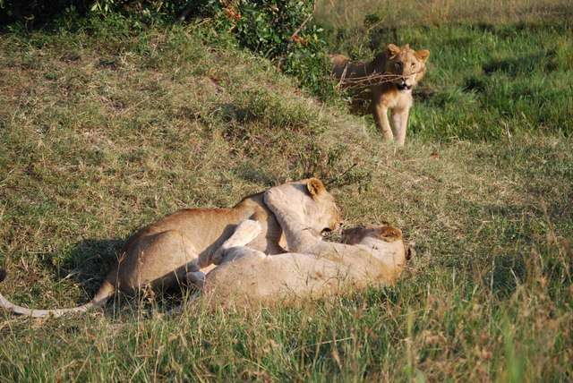 Un montón de leones y un poquito de porno - Regreso al Mara - Kenia (13)